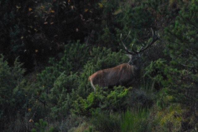 PASSIONE PER IL CERVO